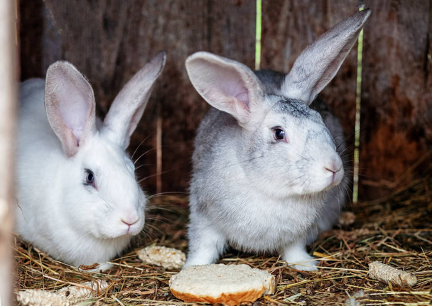 Paar konijnen eten. Het concept van een boerderij. - Foto, afbeelding