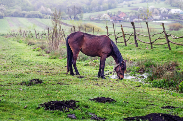 Horse grazing in the pasture. Spring. The concept of animals. - Photo, Image