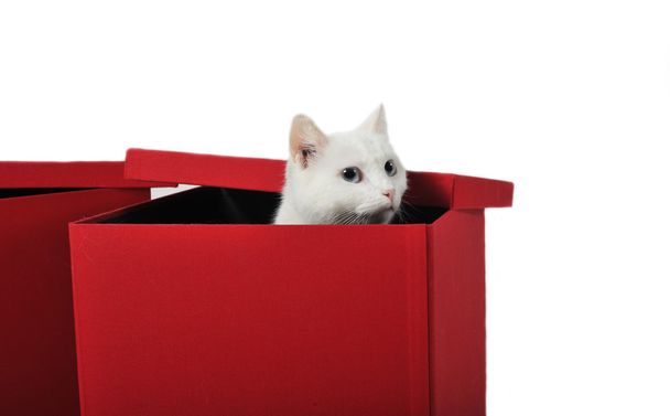 Gato branco na caixa
 - Foto, Imagem