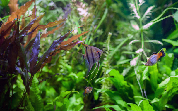 Рыбы-ангелы в тропическом аквариуме
 - Фото, изображение