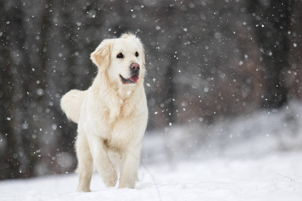 golden retriever dog in winter park - 写真・画像