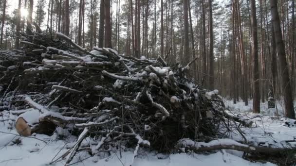 Metsään osittain lumen peitossa olevasta puunrungosta leikatut tukit ja oksat
 - Materiaali, video
