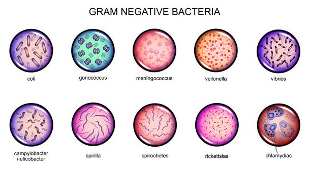 грамм негативных бактерий
 - Вектор,изображение