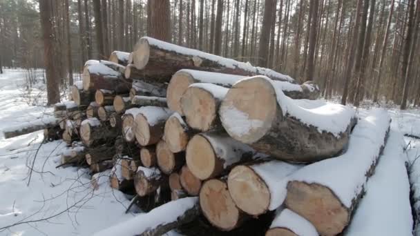 A földön az erdőben hóval borított, fából készült gerendák - Felvétel, videó