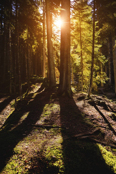 Erdei táj napsugarak beállítás segítségével a fatörzsek és a koronát a hatalmas fák. Fenyves erdőben. Kontrasztok a ritmust, a fény és árnyék. Függőleges gyönyörű erdős táj - Fotó, kép