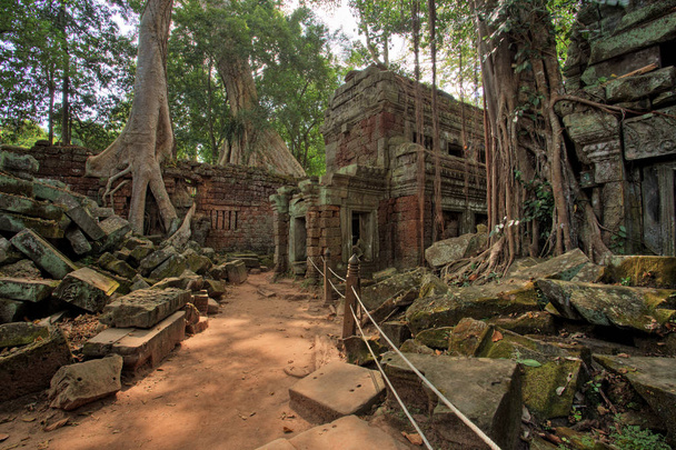 Chrám Ta Prohm, chrámy v Angkoru, Kambodža - Fotografie, Obrázek