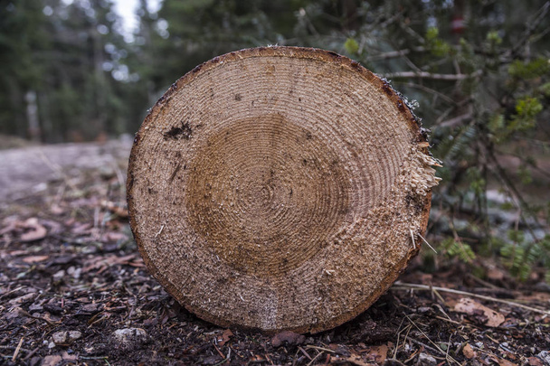 αποδασωμένη κομμένη ξυλεία δένδρων στο δάσος - Φωτογραφία, εικόνα