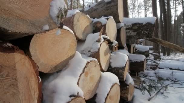Haufen gefällter Bäume entlang der Straße, bedeckt mit weißem Schnee an bewölkten Wintertagen. - Filmmaterial, Video