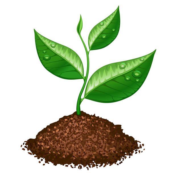 緑の植物 - ベクター画像
