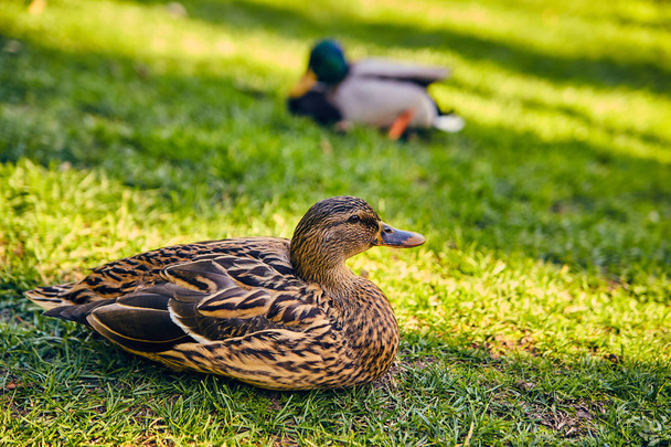 Lisbon, Portugal - January, 2018. Gulbenkian park and garden. Brown-gray wild ducks on green grass rest in the park. A picture from a close distance. Close-up photo. - Foto, Imagen