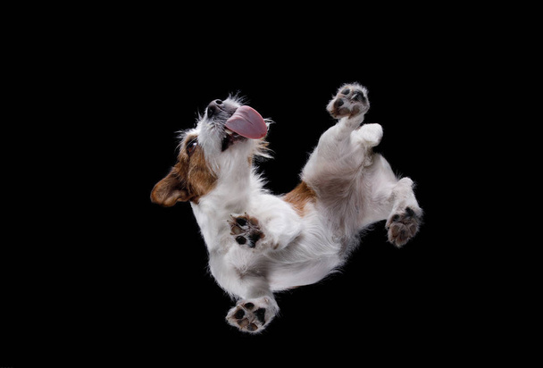 Bottom view of the dog Jack Russell Terrier - Fotó, kép