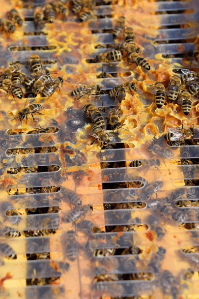 Bienenstockrahmen mit Honigbienen überzogen    - Foto, Bild