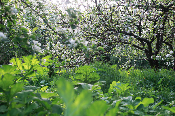 明るい白い花を持つリンゴの木を開花 - 写真・画像