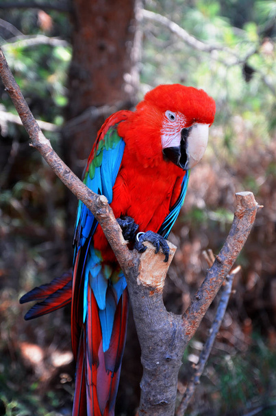 Papoušek Ara sedí na větvi - Fotografie, Obrázek