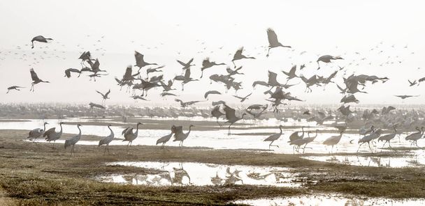 Cranes in a field foraging. Common Crane, - Photo, Image