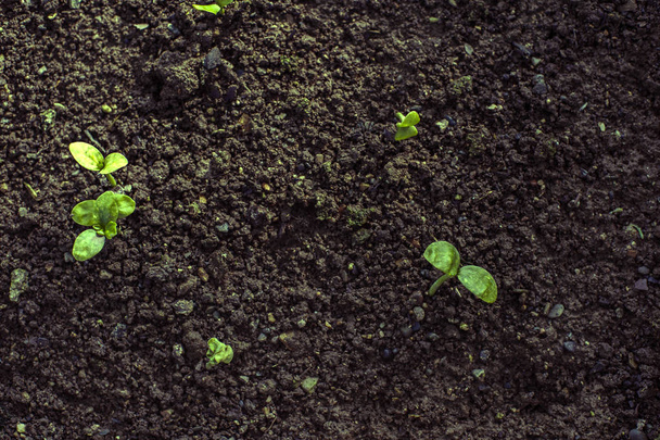 Top view soil and single random young green plants growing - Zdjęcie, obraz