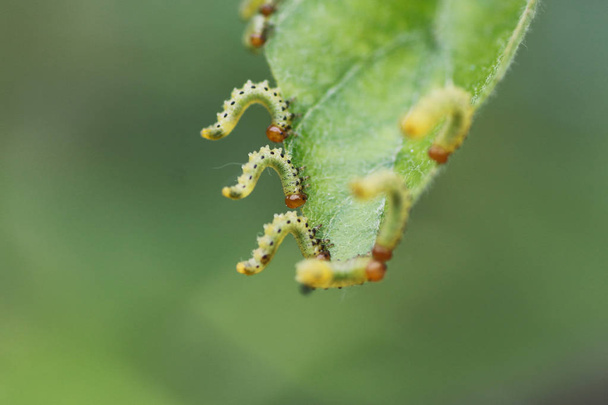 Leczenie roślin od owadów - Zdjęcie, obraz