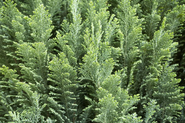 Pine blue book - Juniperus - Foto, Imagen