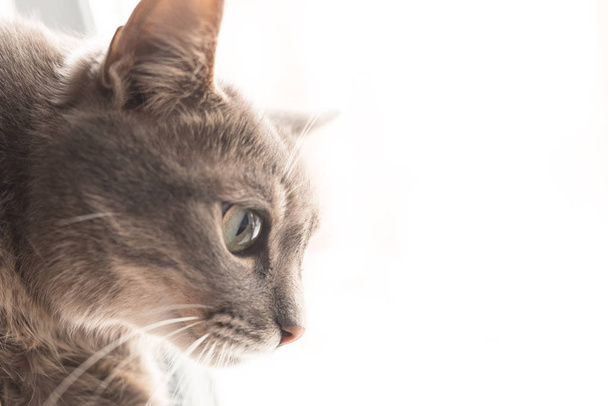 ウィンドウの背景の美しい灰色の猫 - 写真・画像