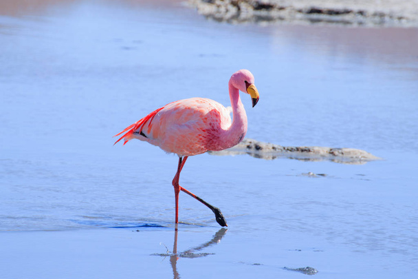 Laguna hedionda Flamingos, Bolivien - Foto, Bild