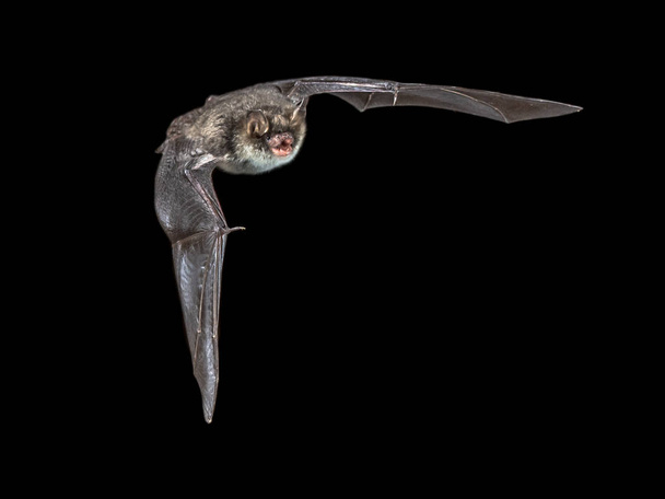 Isolated Flying natterers bat on black background - Photo, Image