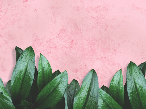 folhas verdes sobre parede de concreto grunge rosa
. - Foto, Imagem