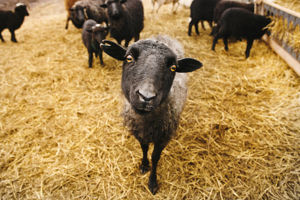 the black sheep looking in the frame. portrait of adult lamb amid the straw. even-toed ungulate mammal. - Foto, afbeelding