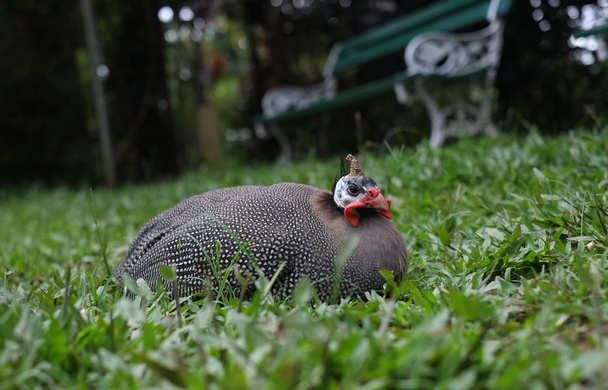 Guinee-Fowl - Foto, afbeelding