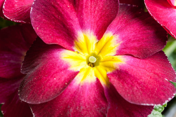 Primeln-Blüten - Foto, Bild