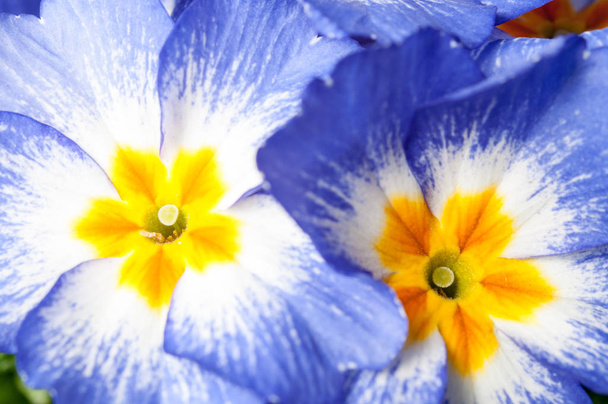 Primrose Primula bloemen - Foto, afbeelding