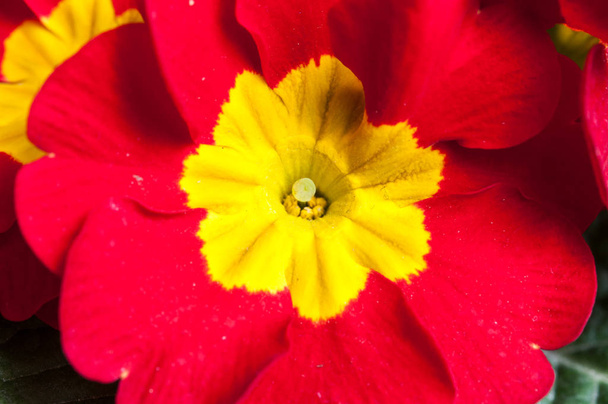 Primrose Primula fleurs
 - Photo, image