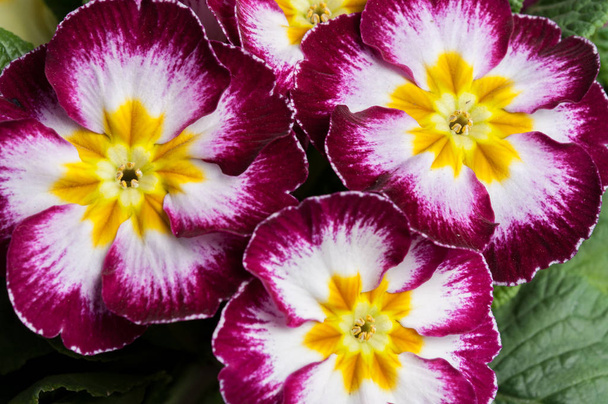 Esikko Primula kukat
 - Valokuva, kuva