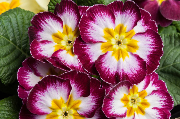 Ηράνθεμο λουλούδια Primula - Φωτογραφία, εικόνα