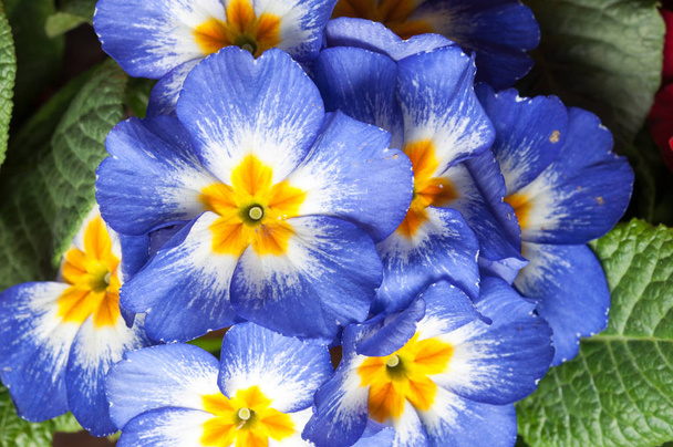 Prímula flores
 - Foto, Imagem