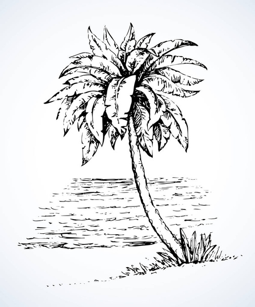 Palm op strand. Vector tekening - Vector, afbeelding
