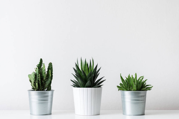 Collection of various cactus and succulent plants in different pots. Potted cactus house plants on white shelf against white wall. - Fotoğraf, Görsel