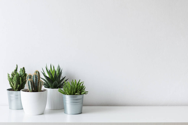 Collection of various cactus and succulent plants in different pots. Potted cactus house plants on white shelf against white wall. - Photo, Image