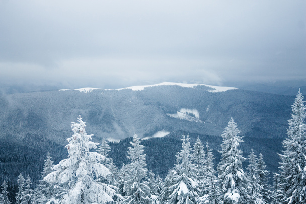 Antenni näkymä talven metsä Gorgany vuoret
 - Valokuva, kuva