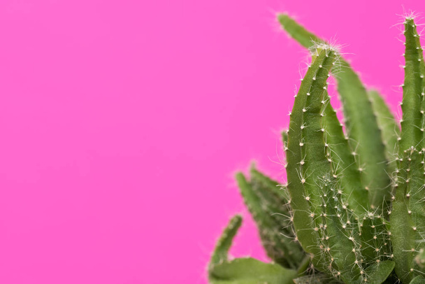 Cactus plant close up. Trendy pastel coloured minimal background with cactus plant. - Photo, image