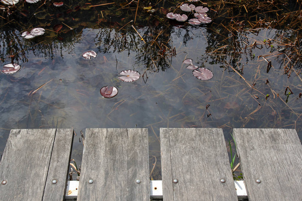 wooden pier over pond with water lilies - Photo, Image