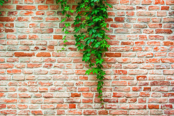 grüne Zweige einer sich windenden Weintraube wild auf einem Hintergrund von einem ol - Foto, Bild