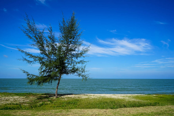 Volný samostatný Borovice přímořské písčité pláži s zelenou agrotextilie rostlin, mořská vlna, jasně modré obloze a abstraktní bílý oblak kopie prostoru zázemí na slunečný den  - Fotografie, Obrázek