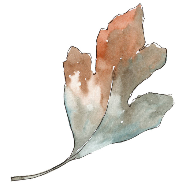 Leaves of hawthorn in a watercolor style isolated. - Fotó, kép