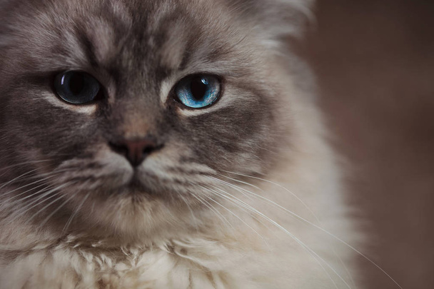 κοντινό πλάνο εικόνα μιας γάτας με μπλε μάτια - Φωτογραφία, εικόνα