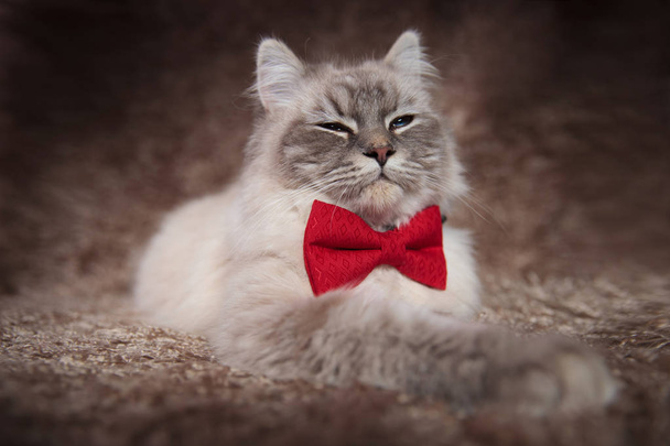 κομψό όμορφη γάτα φοράει κόκκινο παπιγιόν έχει μια ανώτερη ματιά - Φωτογραφία, εικόνα