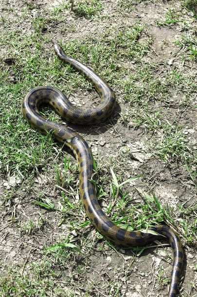 Anaconda vert (Eunectes murinus)
) - Photo, image