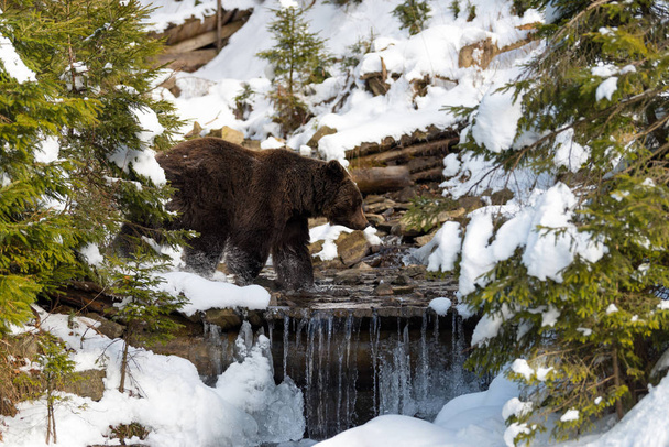 Téli erdőben vadon élő barna medve - Fotó, kép