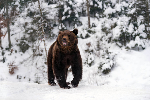 Urso castanho selvagem na floresta de inverno
 - Foto, Imagem