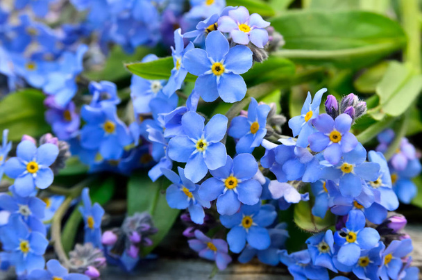 Bouquet of blue forget-me on a wooden background - Photo, Image