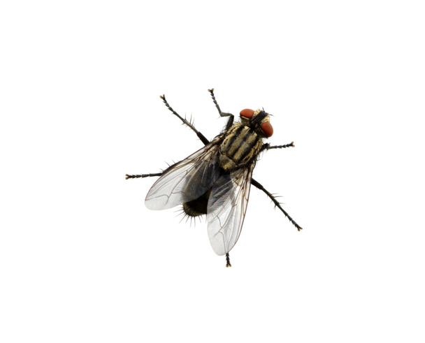 fly on a white - Photo, Image